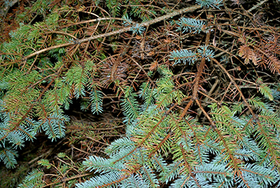 Why are my interior conifer needles turning yellow MSU Extension